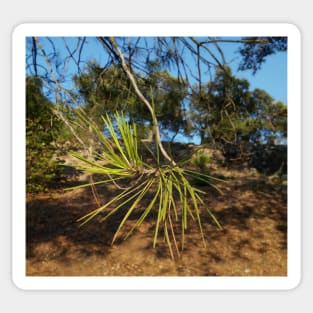 Fir needles in the Provence in the South of France. Sticker